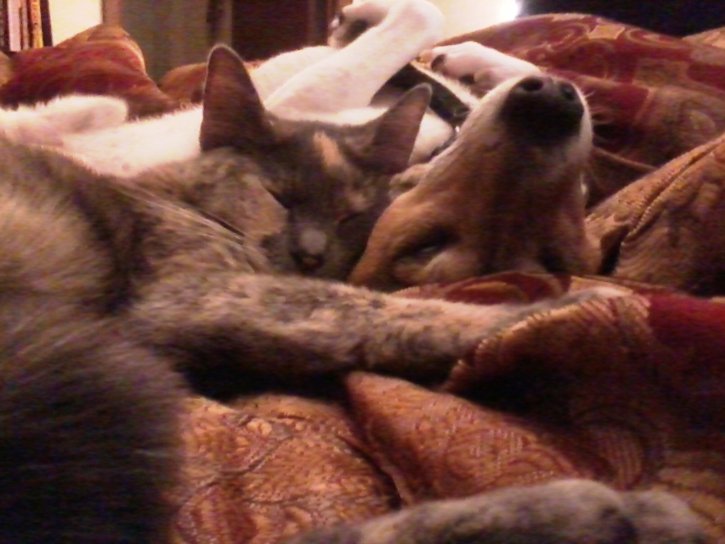 Ashes and Koda cuddling while sleeping