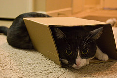 Cat in a box
