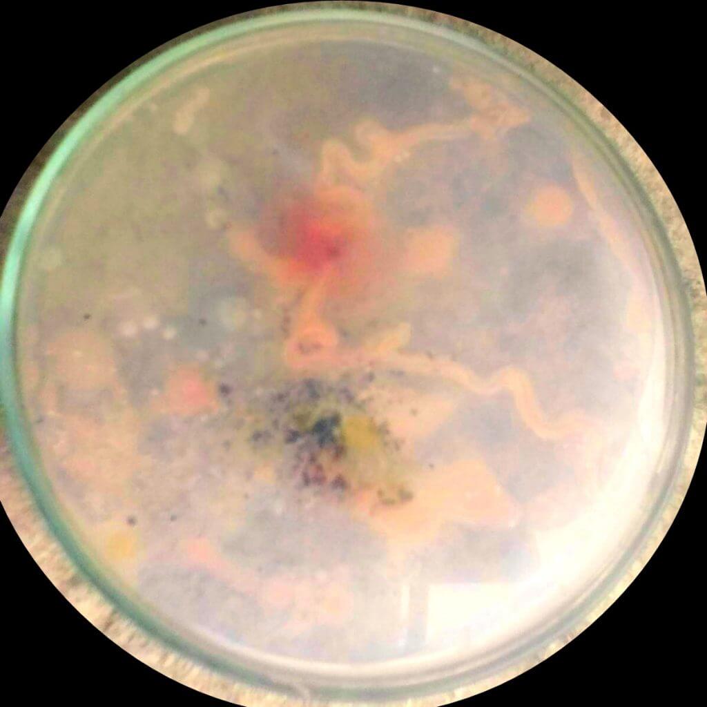 Petri dishes with contaminated spores